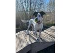 Adopt Narwhal a Coonhound, Mixed Breed
