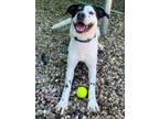 Adopt Narwhal a Coonhound, Mixed Breed