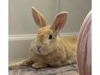 Adopt Tang a Bunny Rabbit