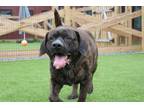 Adopt Wilbur a Mastiff, Labrador Retriever