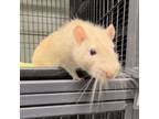 Adopt Fred a Rat