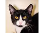 Adopt Algernon a Domestic Short Hair