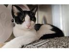 Adopt Sylvester a Domestic Short Hair