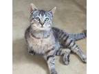 Adopt Sidekick a Domestic Short Hair