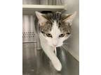 Adopt Henry a Domestic Short Hair