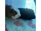 Adopt Batman (and Robin) a Guinea Pig