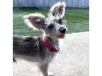 Adopt Scruffie a Schnauzer, Poodle