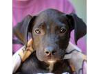 Adopt Matthew a American Staffordshire Terrier, Labrador Retriever