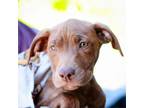 Adopt Maddox a American Staffordshire Terrier, Labrador Retriever