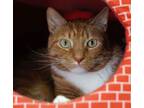 Adopt Alvin a Domestic Short Hair, Tabby