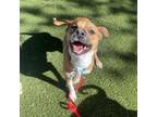 Adopt Biscuit a Mixed Breed