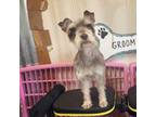 Schnauzer (Miniature) Puppy for sale in Jayess, MS, USA