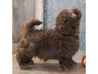 Shih-Poo Puppy for sale in Mountain Home, AR, USA