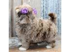 Shih-Poo Puppy for sale in Mountain Home, AR, USA