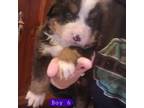 Bernese Mountain Dog Puppy for sale in Troy, VT, USA