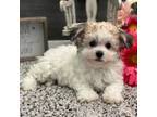 Havachon Puppy for sale in Shipshewana, IN, USA