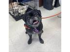 Adopt Panther--In Foster***ADOPTION PENDING*** a Pug
