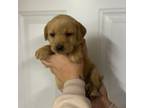 Labrador Retriever Puppy for sale in Connellsville, PA, USA