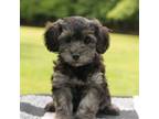 Mutt Puppy for sale in Westminster, SC, USA