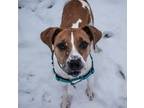 Adopt Tewco a Hound, Mixed Breed