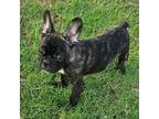 French Bulldog Puppy for sale in Lake Creek, TX, USA