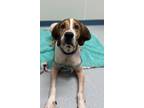 Adopt Jethro a Foxhound