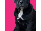 American Mastiff Puppy for sale in Spring, TX, USA