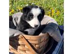 Border Collie Puppy for sale in Owenton, KY, USA