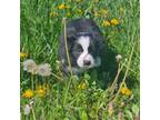 Border Collie Puppy for sale in Owenton, KY, USA
