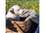 Border Collie Puppy for sale in Owenton, KY, USA