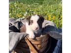 Border Collie Puppy for sale in Owenton, KY, USA