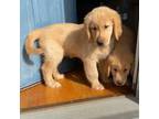 Golden Retriever Puppy for sale in Merrimack, NH, USA