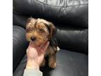 Yorkshire Terrier Puppy for sale in Lowell, MA, USA