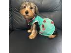 Yorkshire Terrier Puppy for sale in Lowell, MA, USA