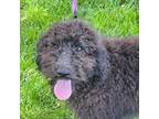 Labradoodle Puppy for sale in Peoria, IL, USA