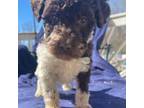 Labradoodle Puppy for sale in Peoria, IL, USA