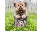 Pomeranian Puppy for sale in Jamestown, OH, USA