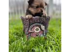 Pomeranian Puppy for sale in Jamestown, OH, USA