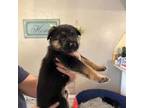 German Shepherd Dog Puppy for sale in Yukon, OK, USA