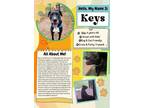 Adopt Keys a Labrador Retriever, Mixed Breed