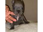 French Bulldog Puppy for sale in Fort Worth, TX, USA