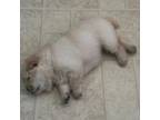 Chow Chow Puppy for sale in Donnelsville, OH, USA