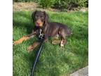 Doberman Pinscher Puppy for sale in Flushing, NY, USA