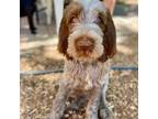 Spinone Italiano Puppy for sale in Payson, AZ, USA