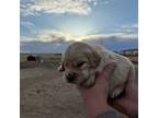 Golden Retriever Puppy for sale in Carpenter, WY, USA