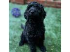 Goldendoodle Puppy for sale in Hickory, NC, USA