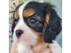 Cavalier King Charles Spaniel Puppy for sale in Nampa, ID, USA