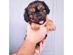 Cavalier King Charles Spaniel Puppy for sale in Nampa, ID, USA