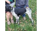 German Shorthaired Pointer Puppy for sale in Cashton, WI, USA