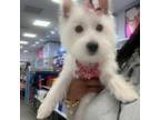 West Highland White Terrier Puppy for sale in Jersey City, NJ, USA